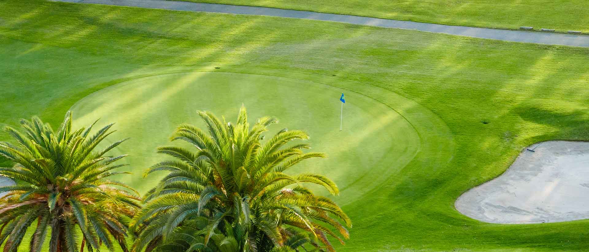 Above view on palm trees on green golf green